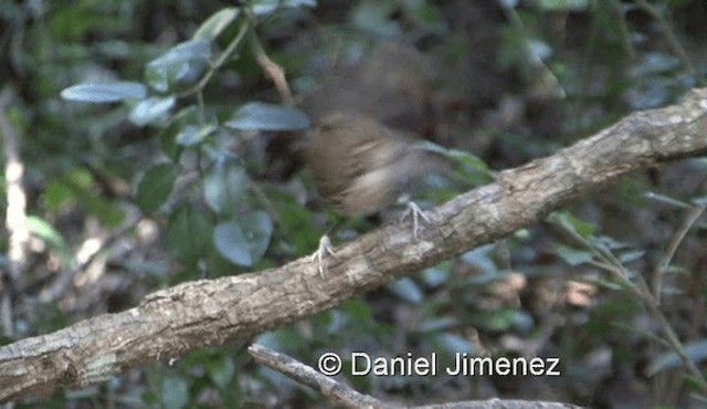 Large Scimitar-Babbler - ML201983841