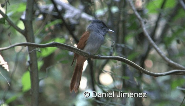 ブライスサンコウチョウ - ML201983851
