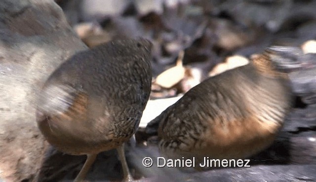 Scaly-breasted Partridge (Green-legged) - ML201983861