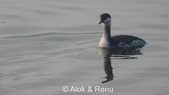 Horned Grebe - ML201983911