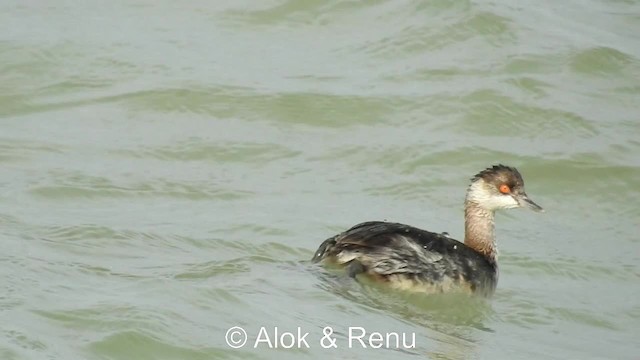 Eared Grebe - ML201983921