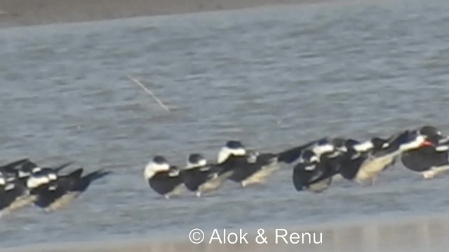 Indian Skimmer - ML201983991