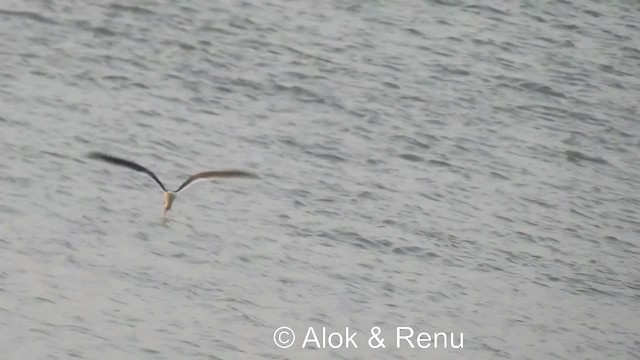 Indian Skimmer - ML201984001