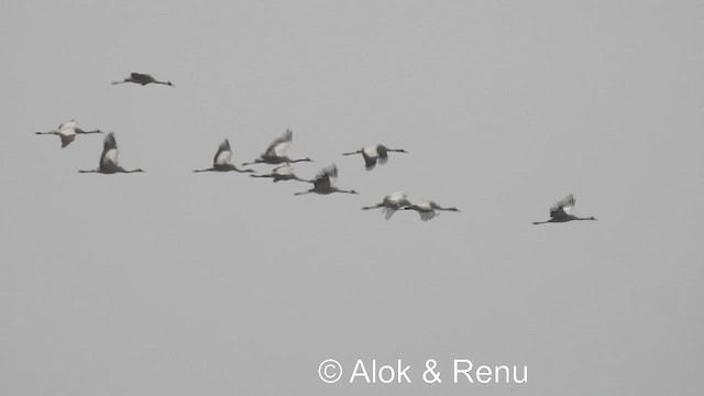 Demoiselle Crane - ML201984011