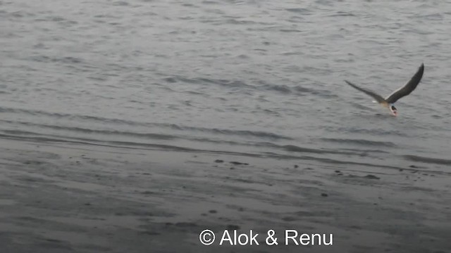Indian Skimmer - ML201984021