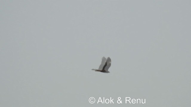 Намгийн хулд - ML201984031