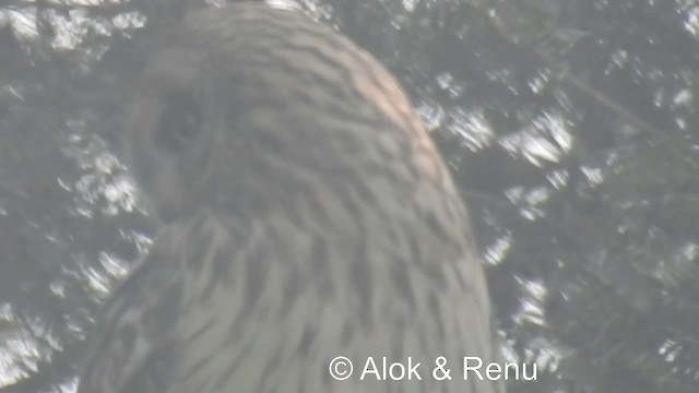 kalous pustovka (ssp. flammeus) - ML201984051