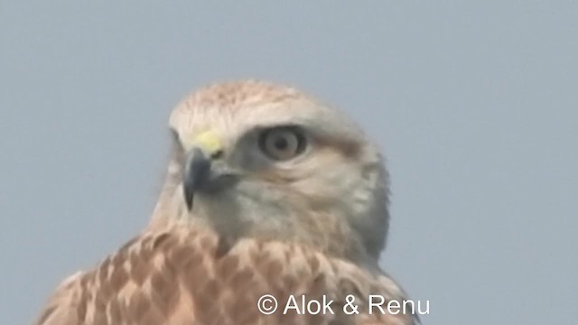 Long-legged Buzzard (Northern) - ML201984091