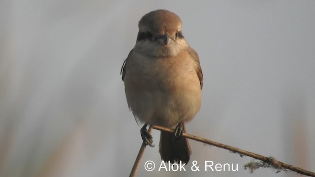 Isabellwürger (arenarius/tsaidamensis) - ML201984111