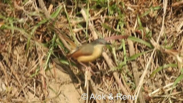 Prinia à ventre jaune (groupe flaviventris) - ML201984131