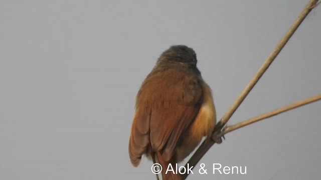 Prinia à ventre jaune (groupe flaviventris) - ML201984141