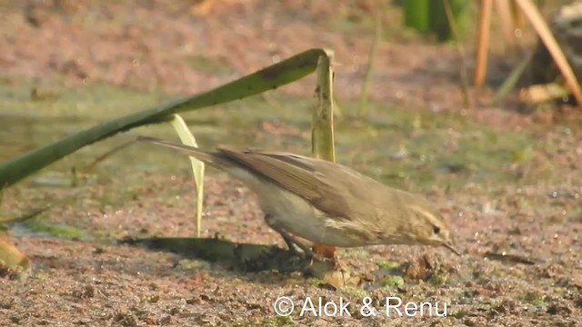 Common Chiffchaff (Siberian) - ML201984151