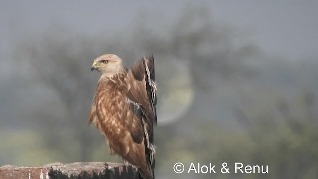 Buse féroce (rufinus) - ML201984161