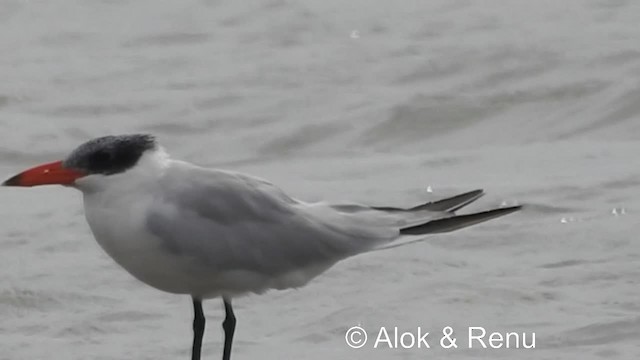 Caspian Tern - ML201984171