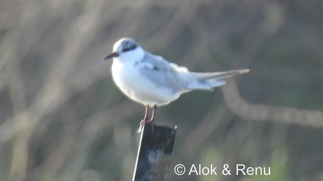 Цагаан шанаат хараалай - ML201984181
