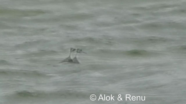 Phalarope à bec étroit - ML201984191