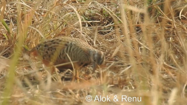 Barred Buttonquail - ML201984211