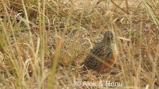 Barred Buttonquail - ML201984221