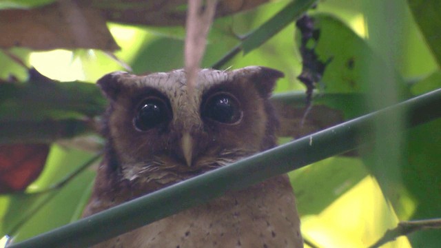 White-fronted Scops-Owl - ML201984241