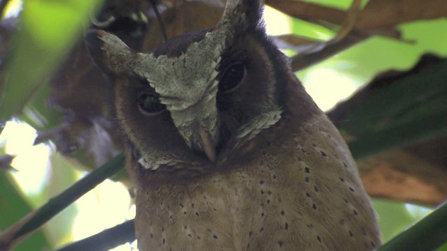 White-fronted Scops-Owl - ML201984251