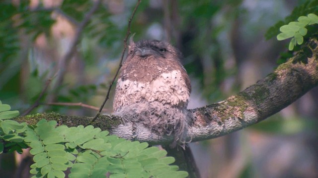 Blyth's Frogmouth (Blyth's) - ML201984261