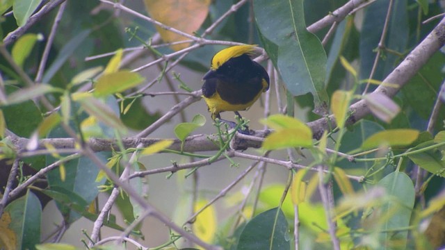 Sultan Tit (Yellow-crested) - ML201984291