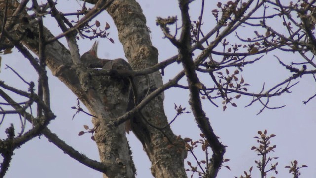 Great Slaty Woodpecker - ML201984301