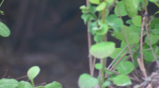 Pallas's Grasshopper Warbler - ML201984321