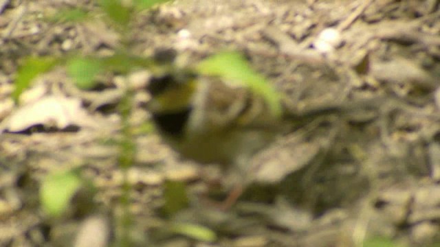 strnad žlutohrdlý - ML201984331