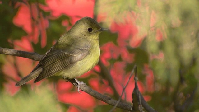 Green-backed Flycatcher - ML201984341