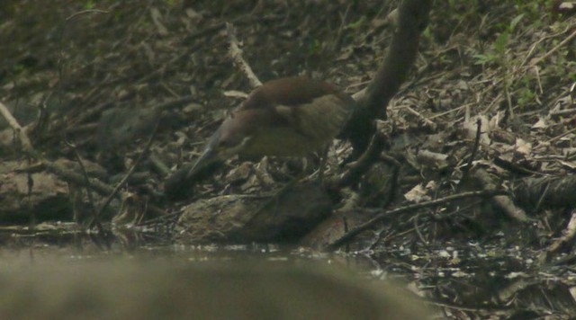 bukáček východní - ML201984361