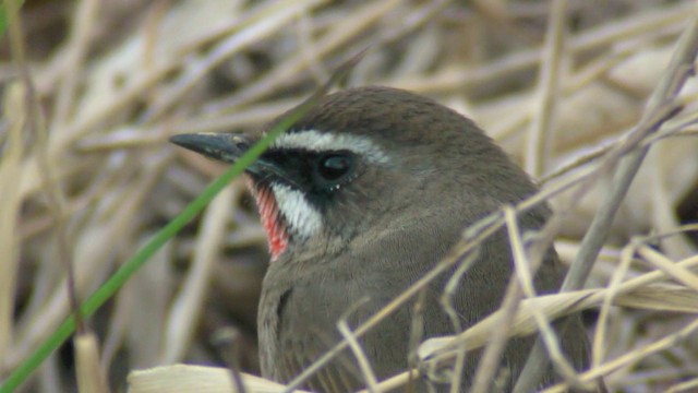 Siberian Rubythroat - ML201984371