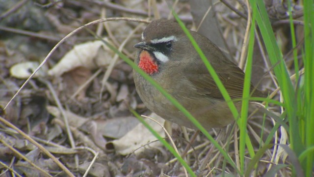 Siberian Rubythroat - ML201984381