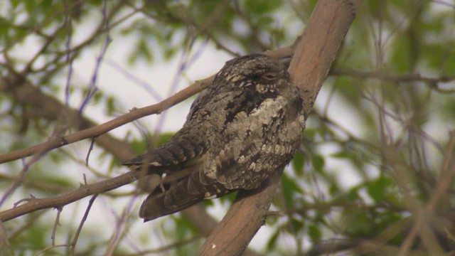 Gray Nightjar - ML201984391