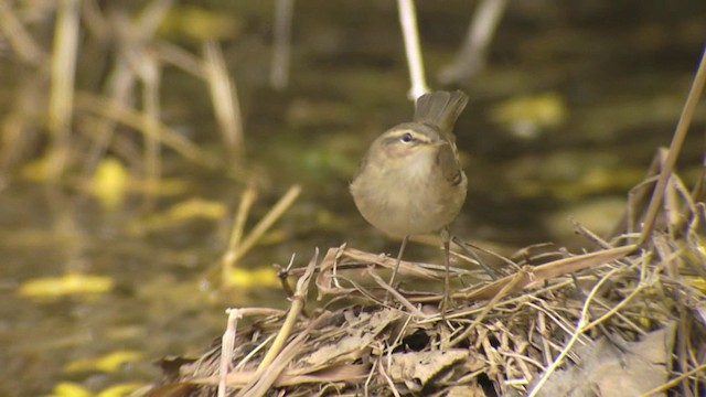 Mosquitero Sombrío - ML201984401