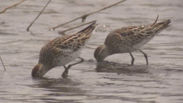 Sharp-tailed Sandpiper - ML201984411