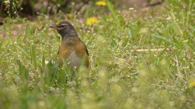 drozd bělobrvý - ML201984421