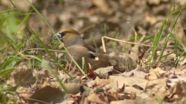 dlask tlustozobý - ML201984431