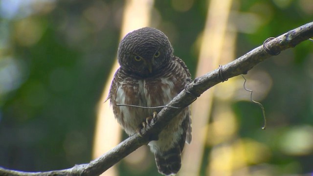 Asian Barred Owlet - ML201984441