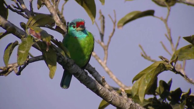 Blue-throated Barbet (Blue-crowned) - ML201984451