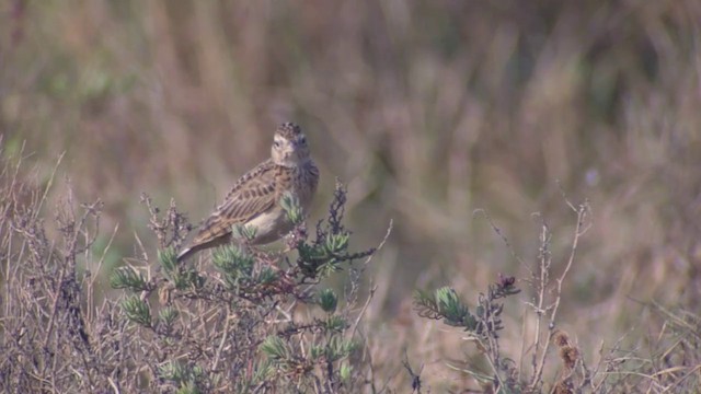 Oriental Skylark - ML201984461