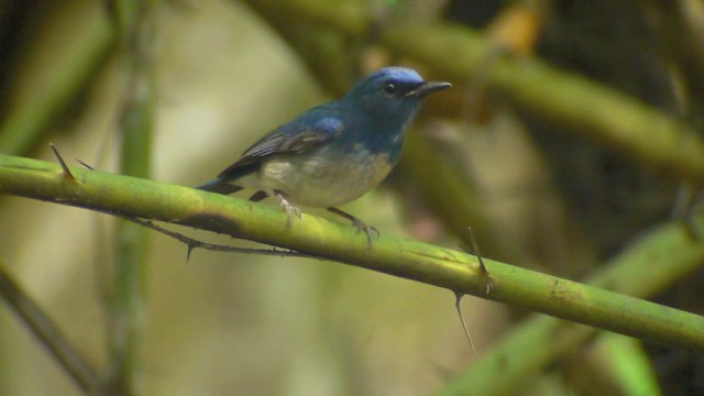 Hainan Blue Flycatcher - ML201984471