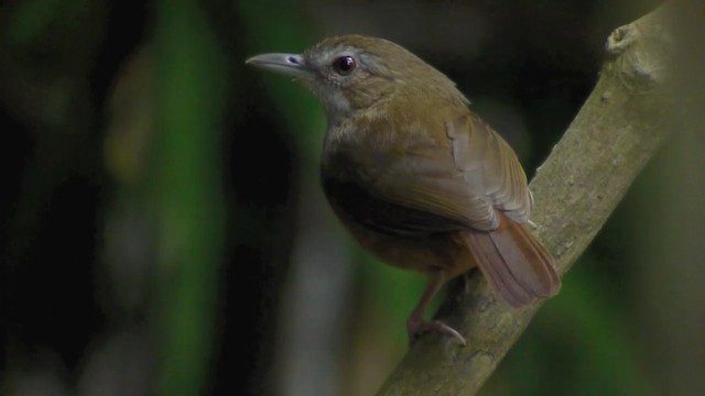 Abbott's Babbler - ML201984481