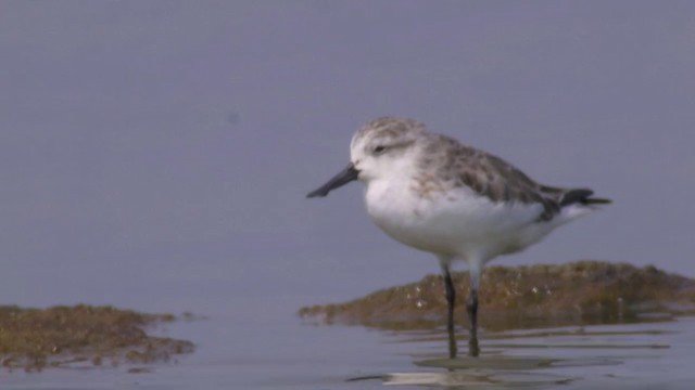 Spoon-billed Sandpiper - ML201984521