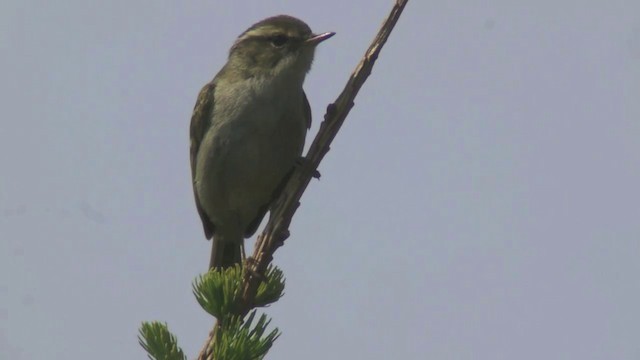 budníček čínský - ML201984551