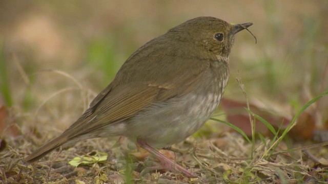 Rufous-tailed Robin - ML201984571