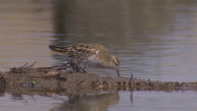 Sharp-tailed Sandpiper - ML201984581