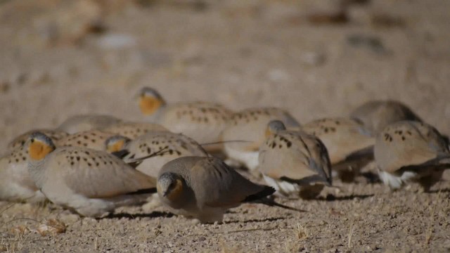 Tibetan Sandgrouse - ML201984621