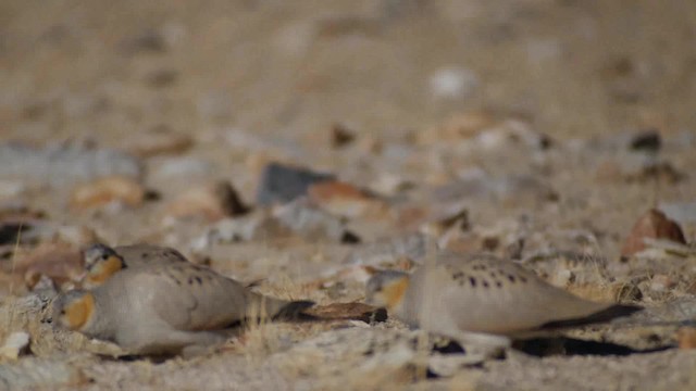 Tibetan Sandgrouse - ML201984631