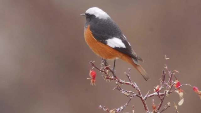 White-winged Redstart - ML201984641